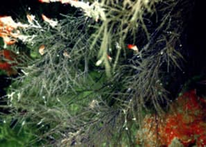 Antipathes Gracilis