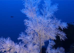 Antipathella Subpinnata