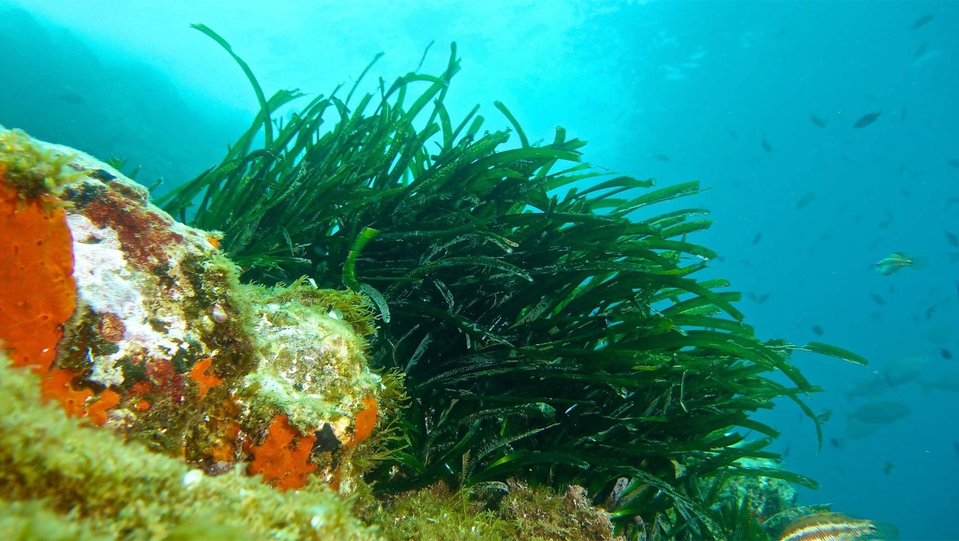 Posidonia Viva