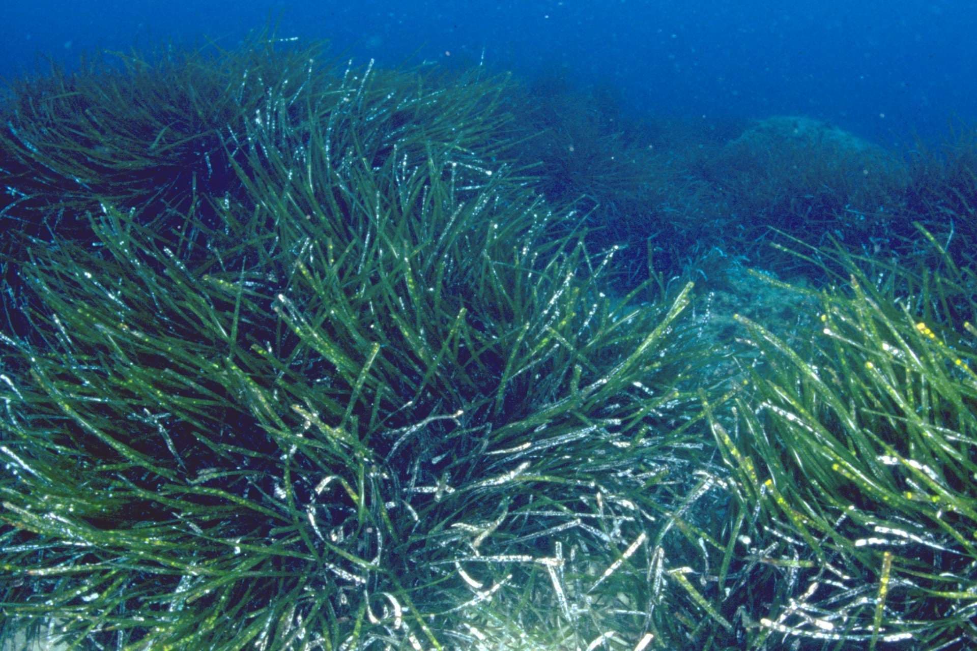Posidonia Viva