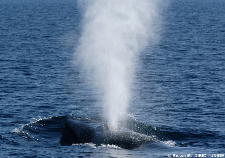 Balaenoptera Physalus