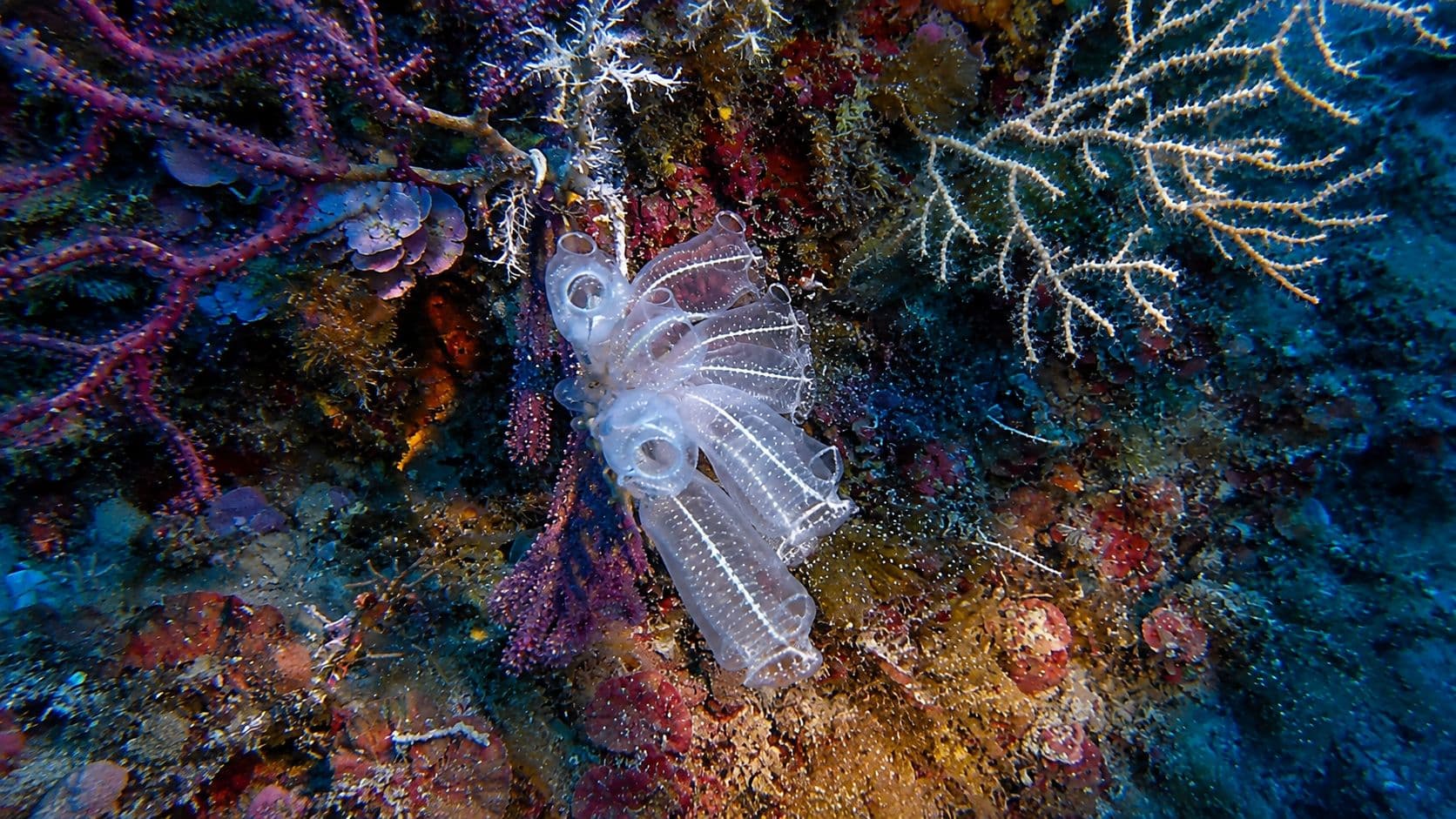 Ascidia cristallo