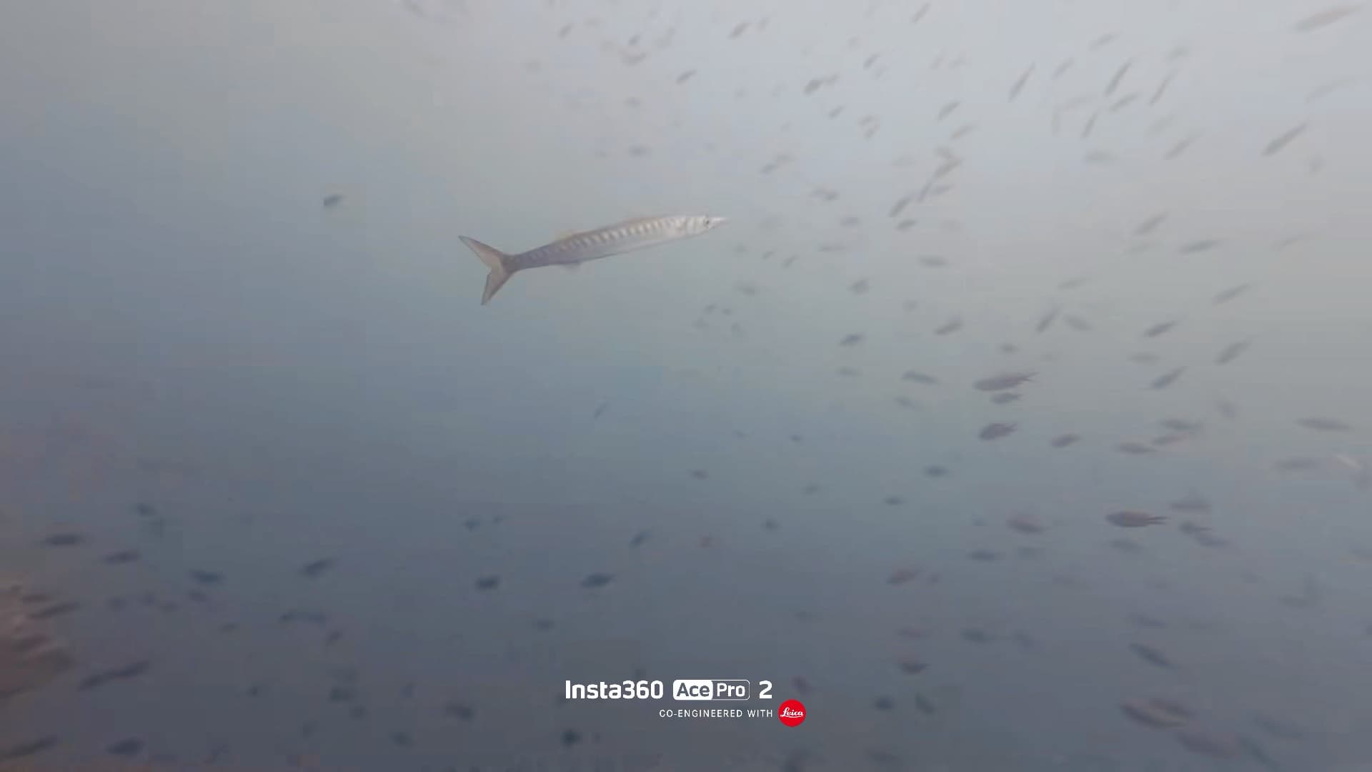 Barracuda