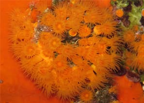 Astroides Calycularis