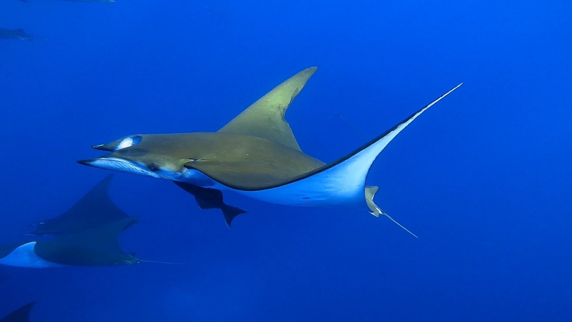 Il volo delle Mobule: dalle Azzorre al Mediterraneo, il mistero dei giganti alati