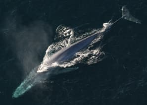 Balaenoptera Musculus