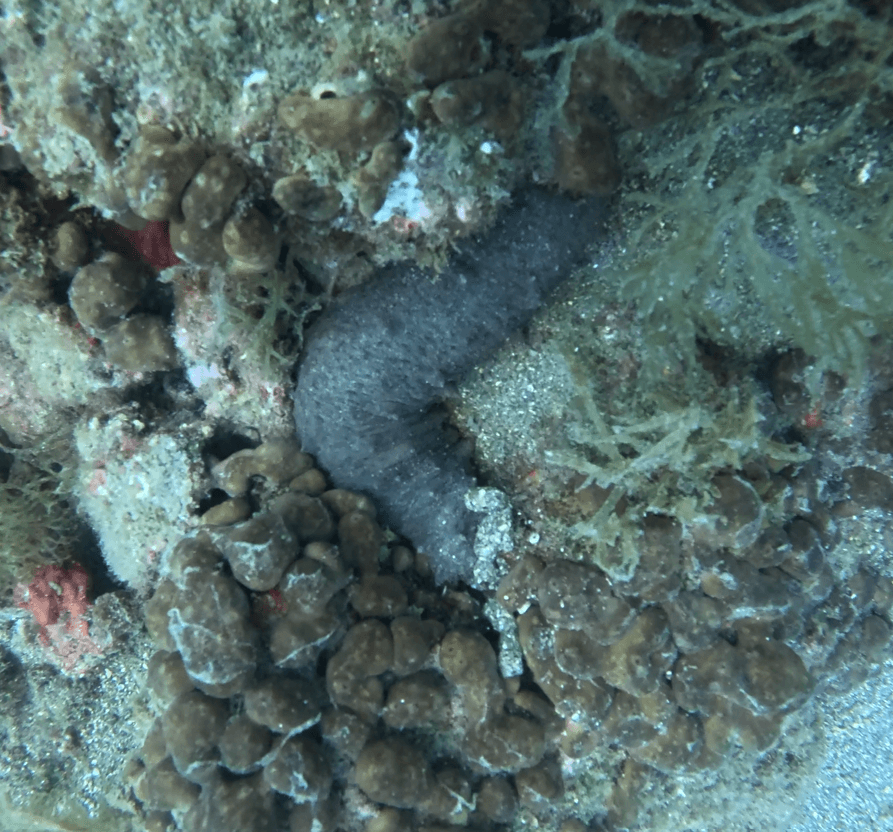 Cetriolo di mare