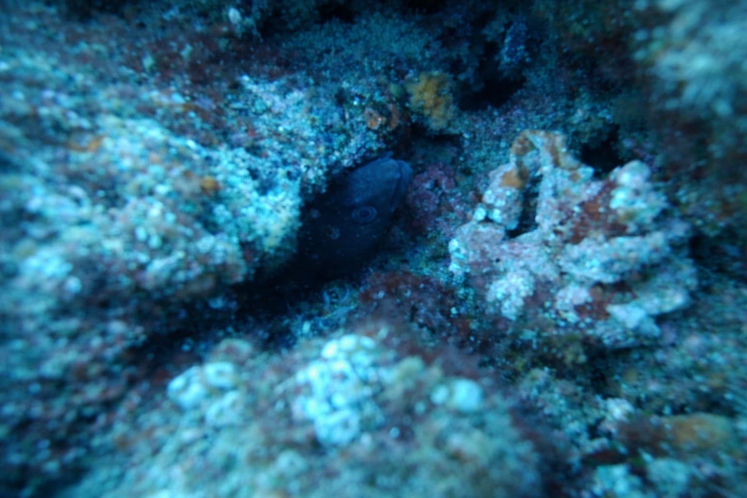 Murena