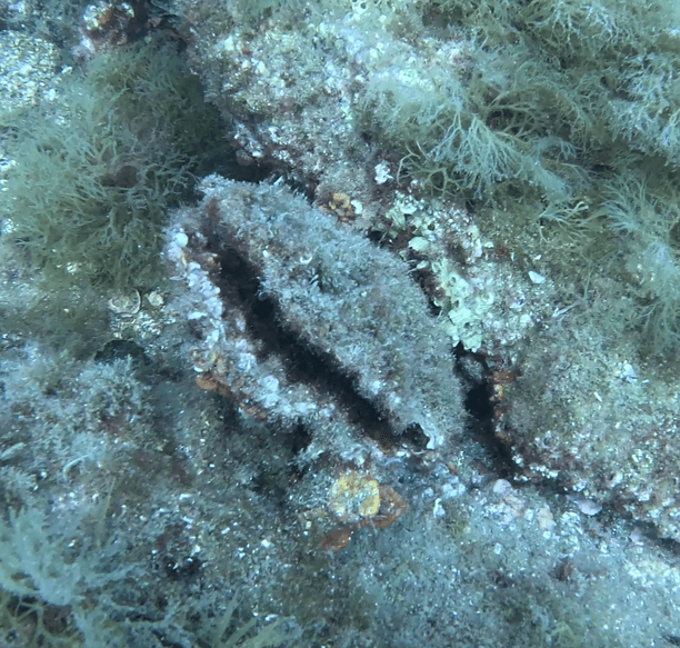 Pinna rudis