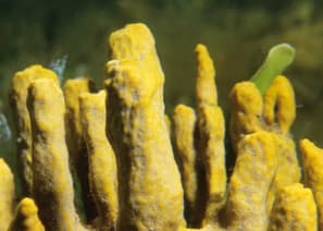 Aplysina Aerophoba