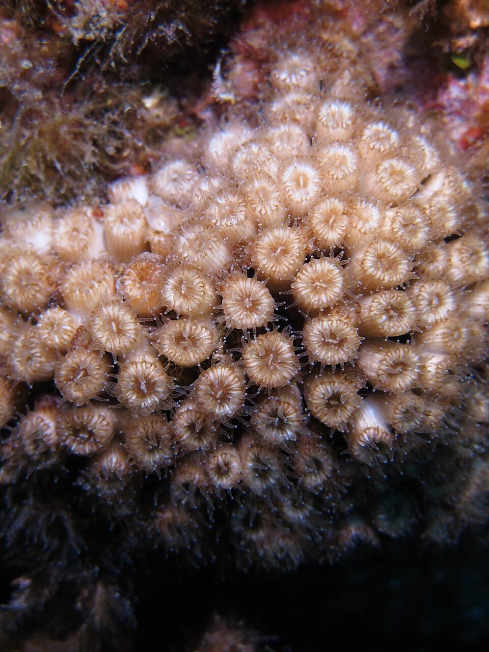 Posidonia Viva