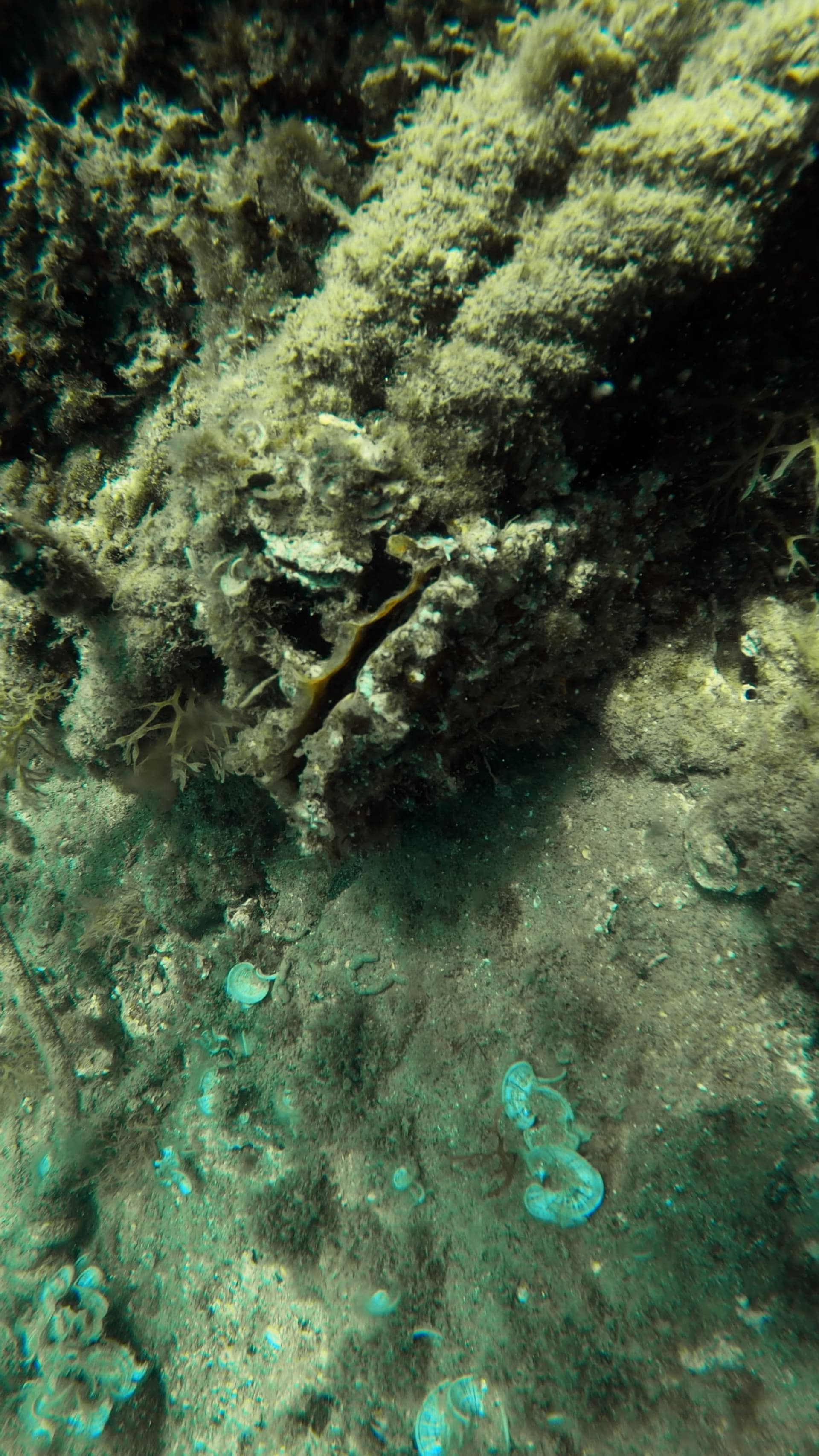 Pinna rudis
