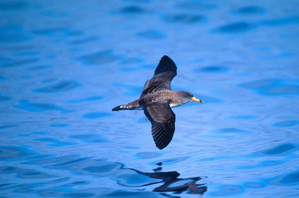 Calonectris Diomedea