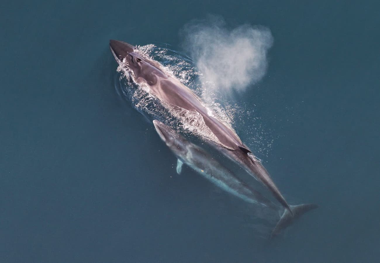 Balaenoptera Borealis