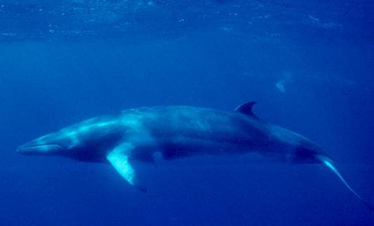 Balaenoptera Acutorostrata