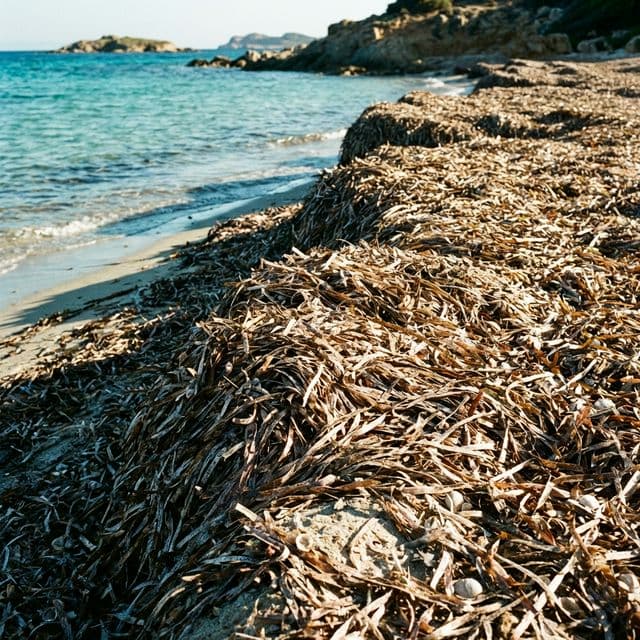 GIÙ LE RUSPE DALLA POSIDONIA: Dichiariamo la "Banquette" Patrimonio Nazionale