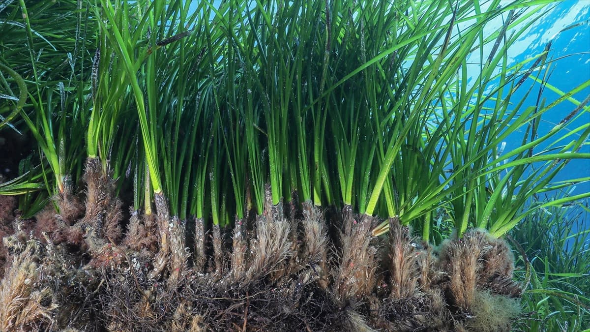 Ricercatori in Vela Latina: Naviga la Storia, Proteggi il Futuro.