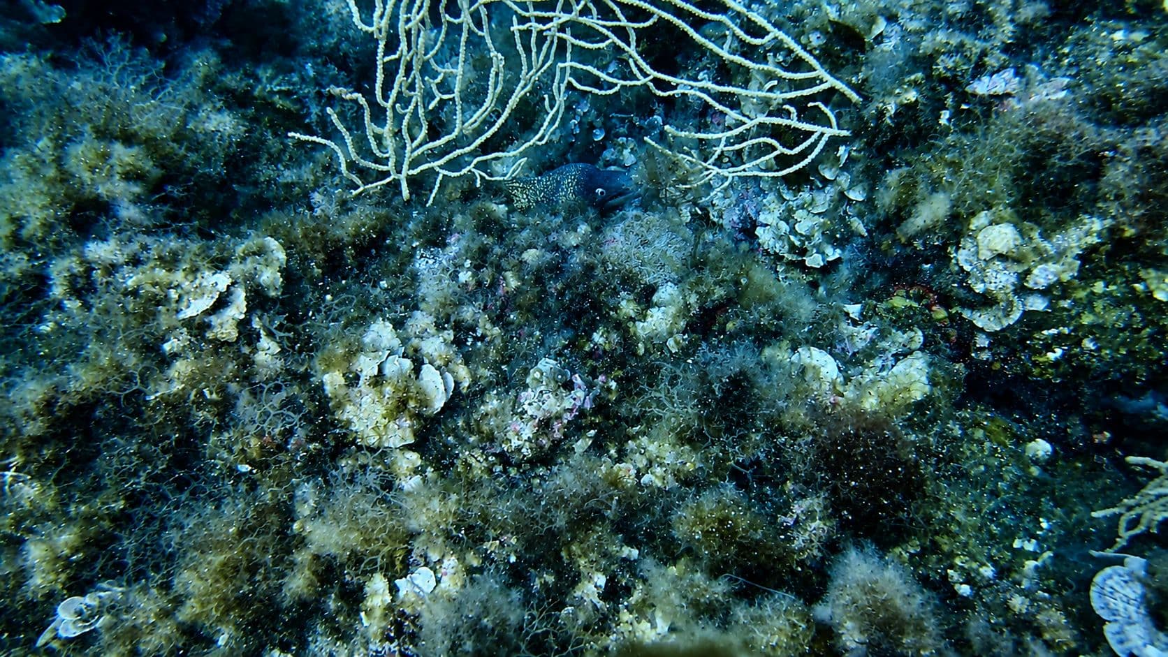 murena mediterranea