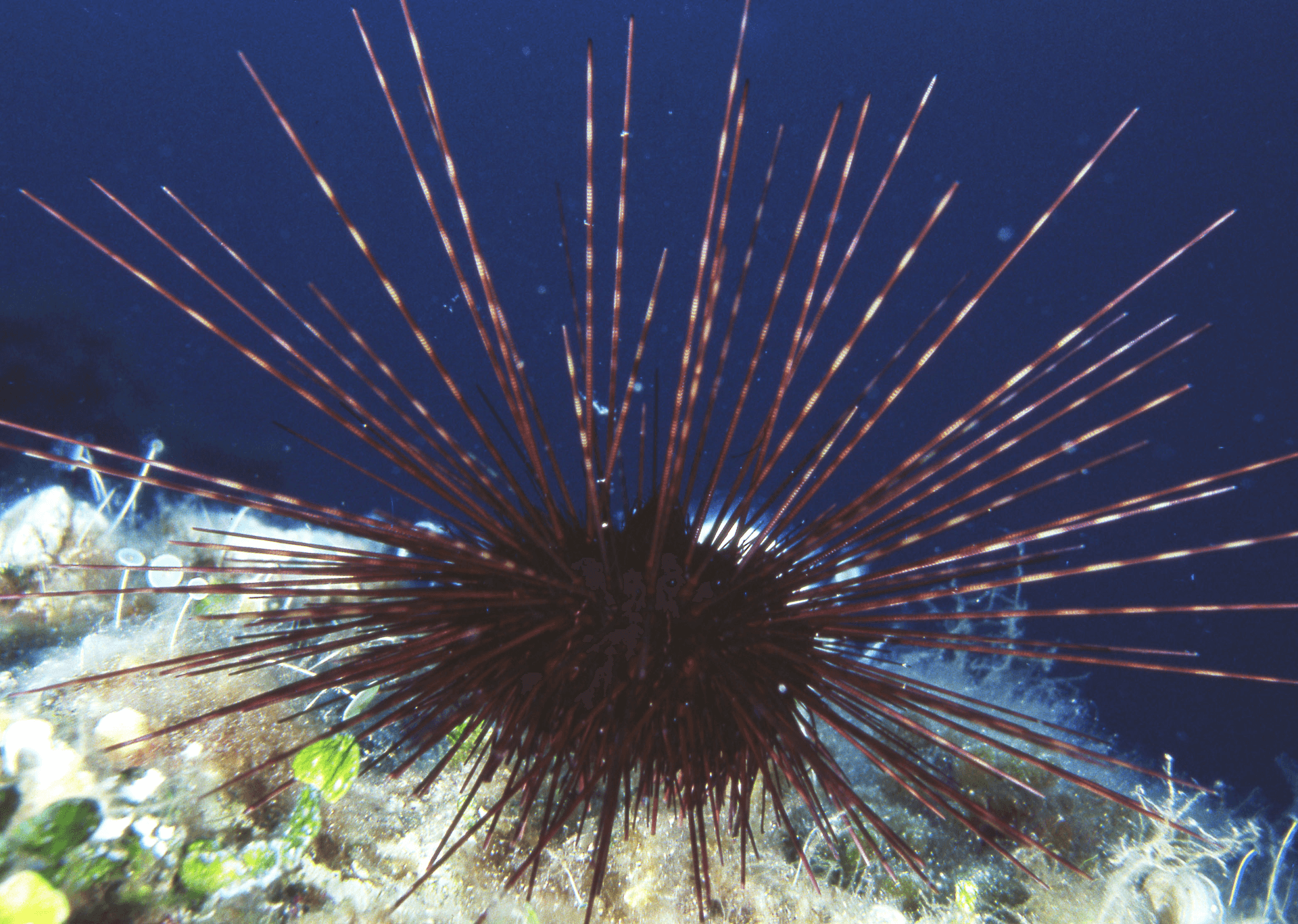 Non è il solito riccio: alla ricerca del Riccio Diadema, il "termometro vivente" del nostro mare
