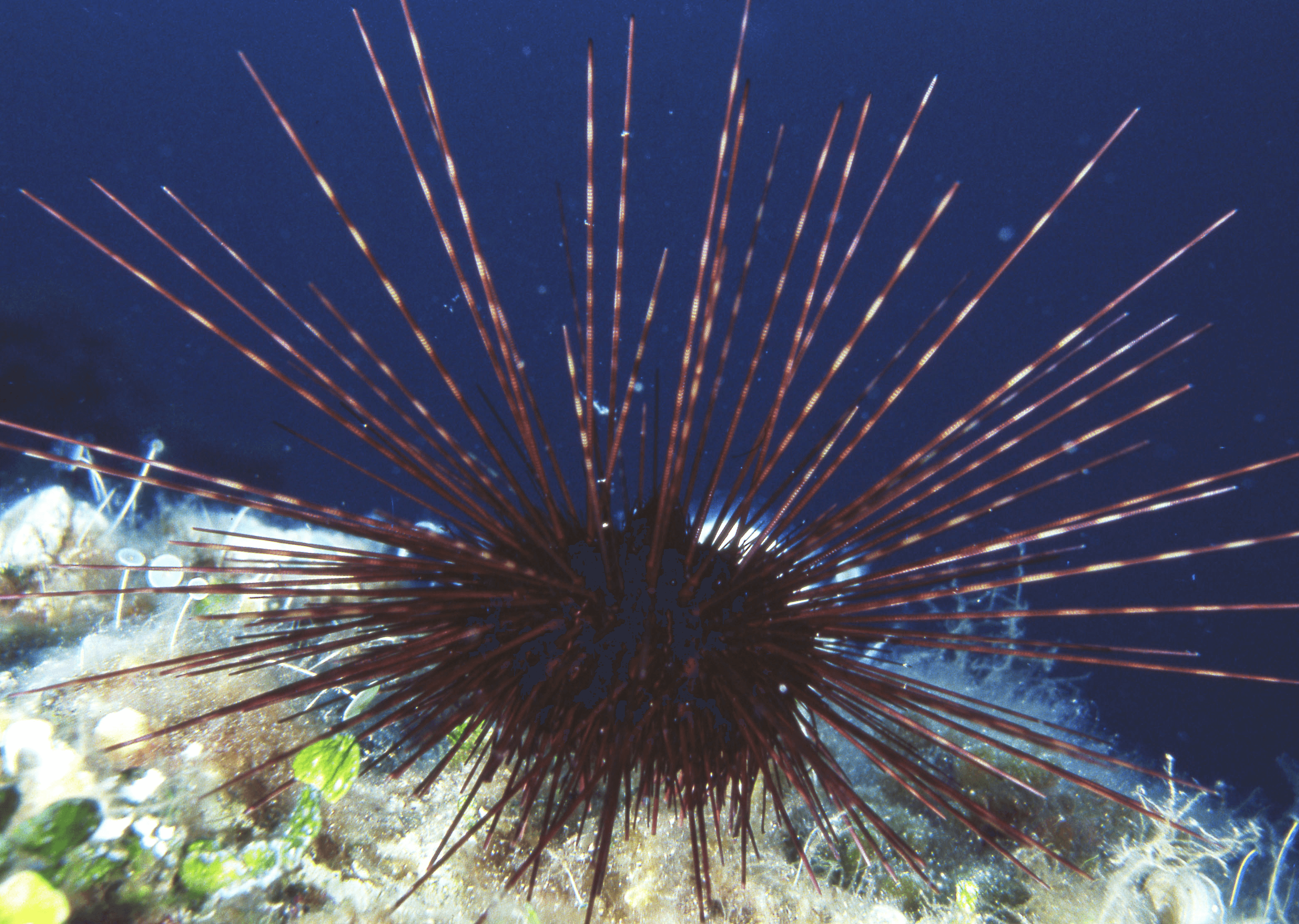 Non è il solito riccio: alla ricerca del Riccio Diadema, il "termometro vivente" del nostro mare
