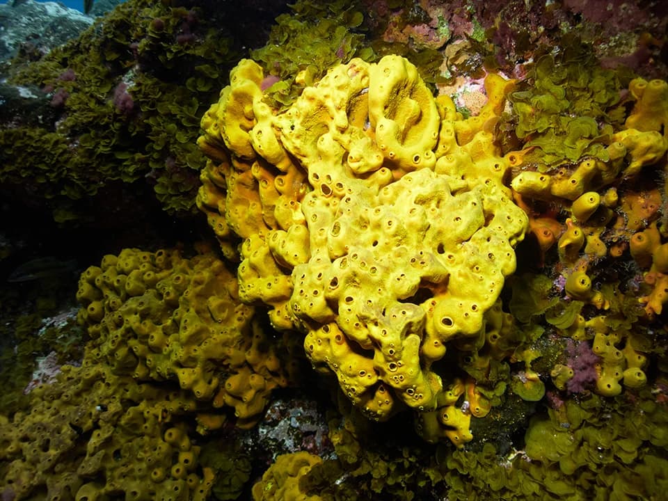 Non chiamatele "piante": le Spugne Marine, i super-filtri del Mediterraneo e la minaccia della "febbre" del mare