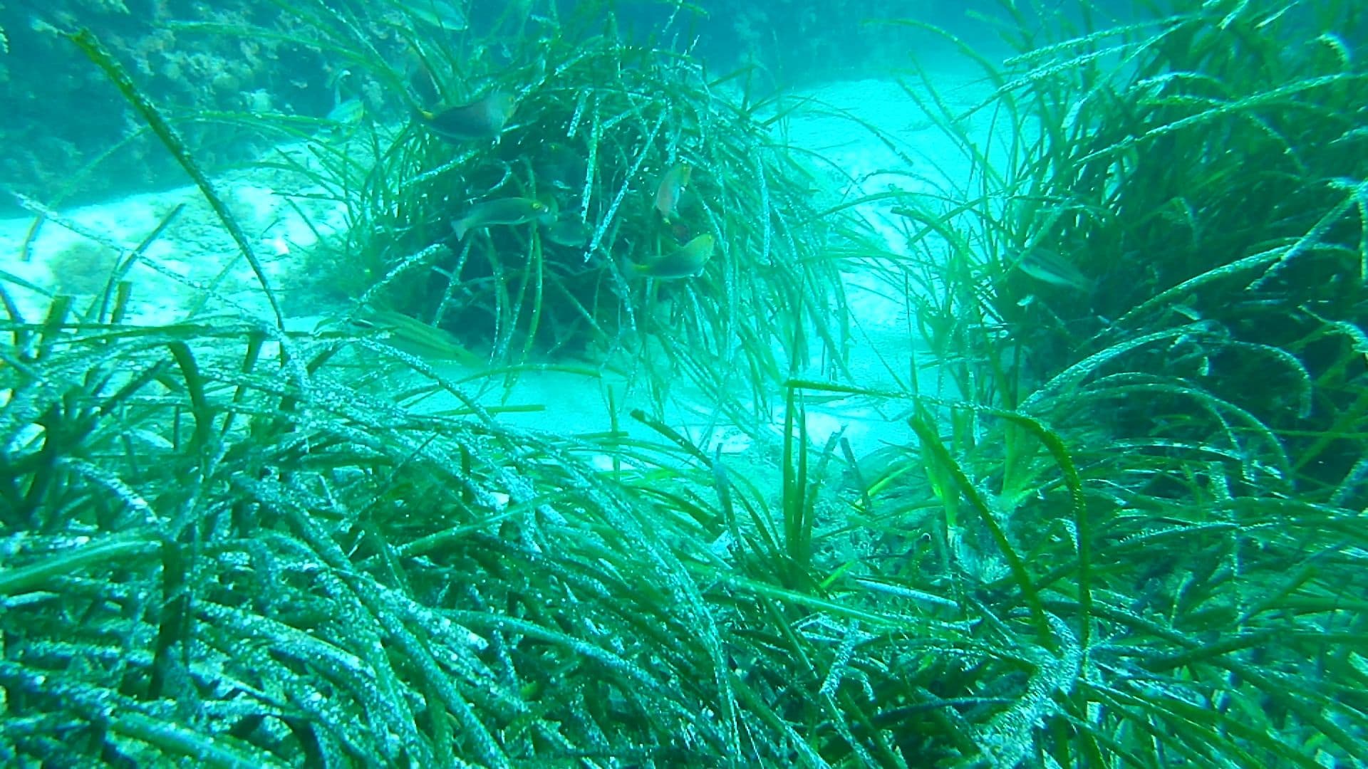 Pesce pappagallo - specie aliena