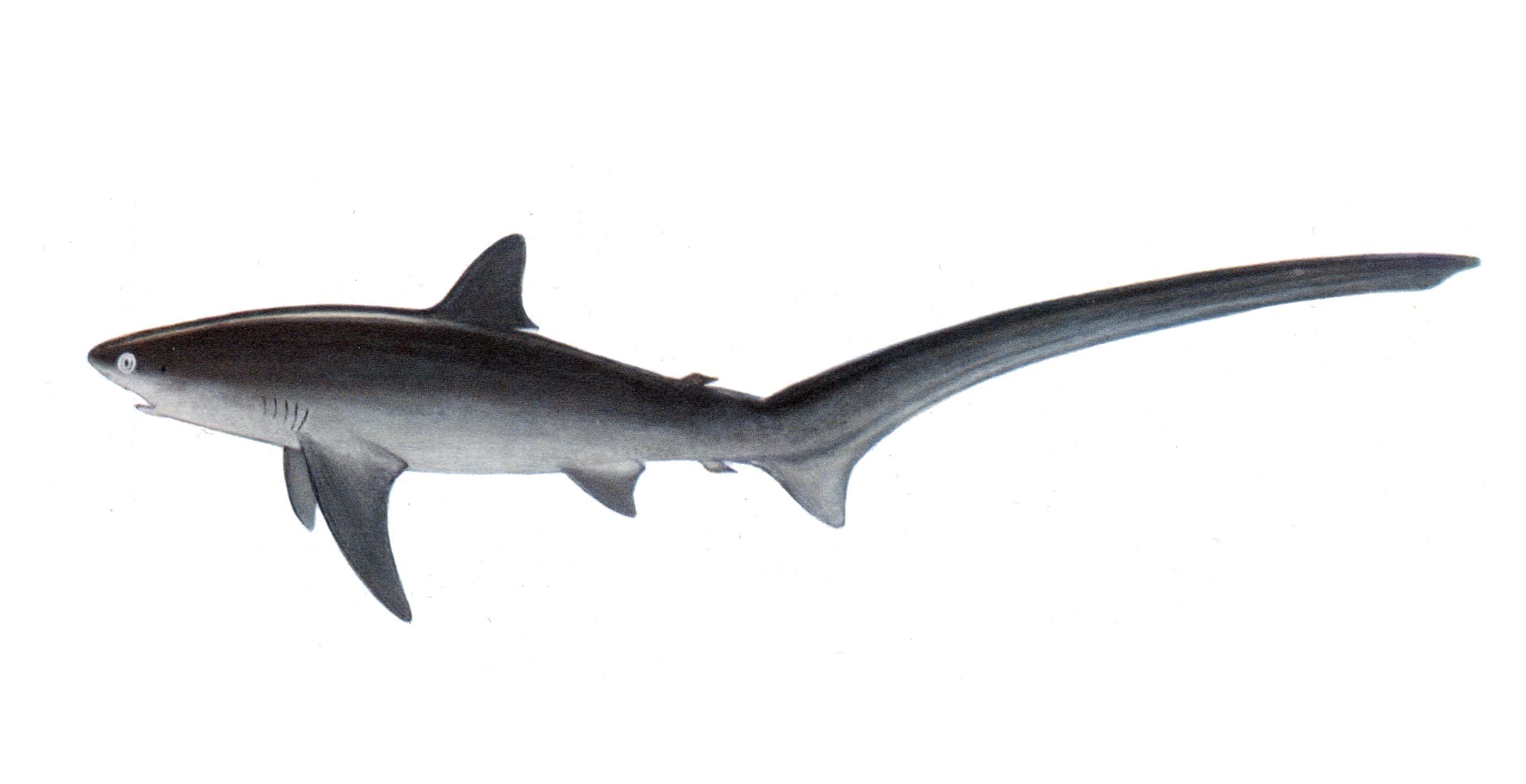 Alopias Vulpinus