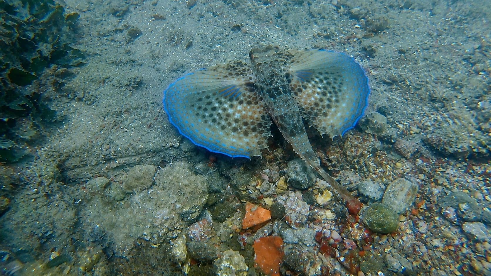 pesce civetta