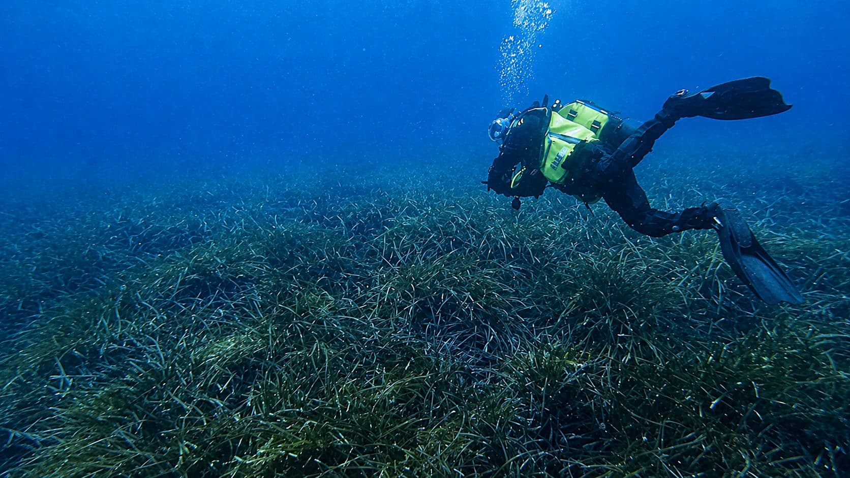 Posidonia Viva