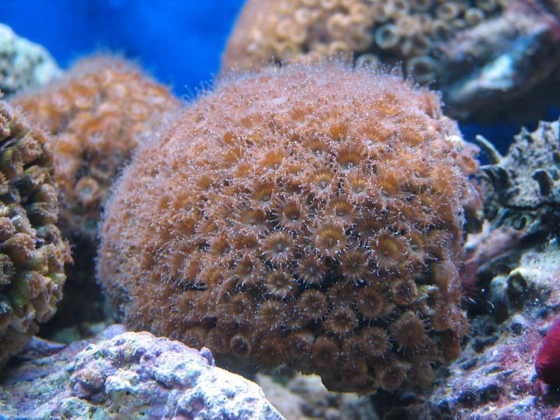 Cladocora (corallo)