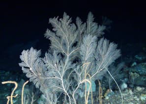 Callogorgia Verticillata