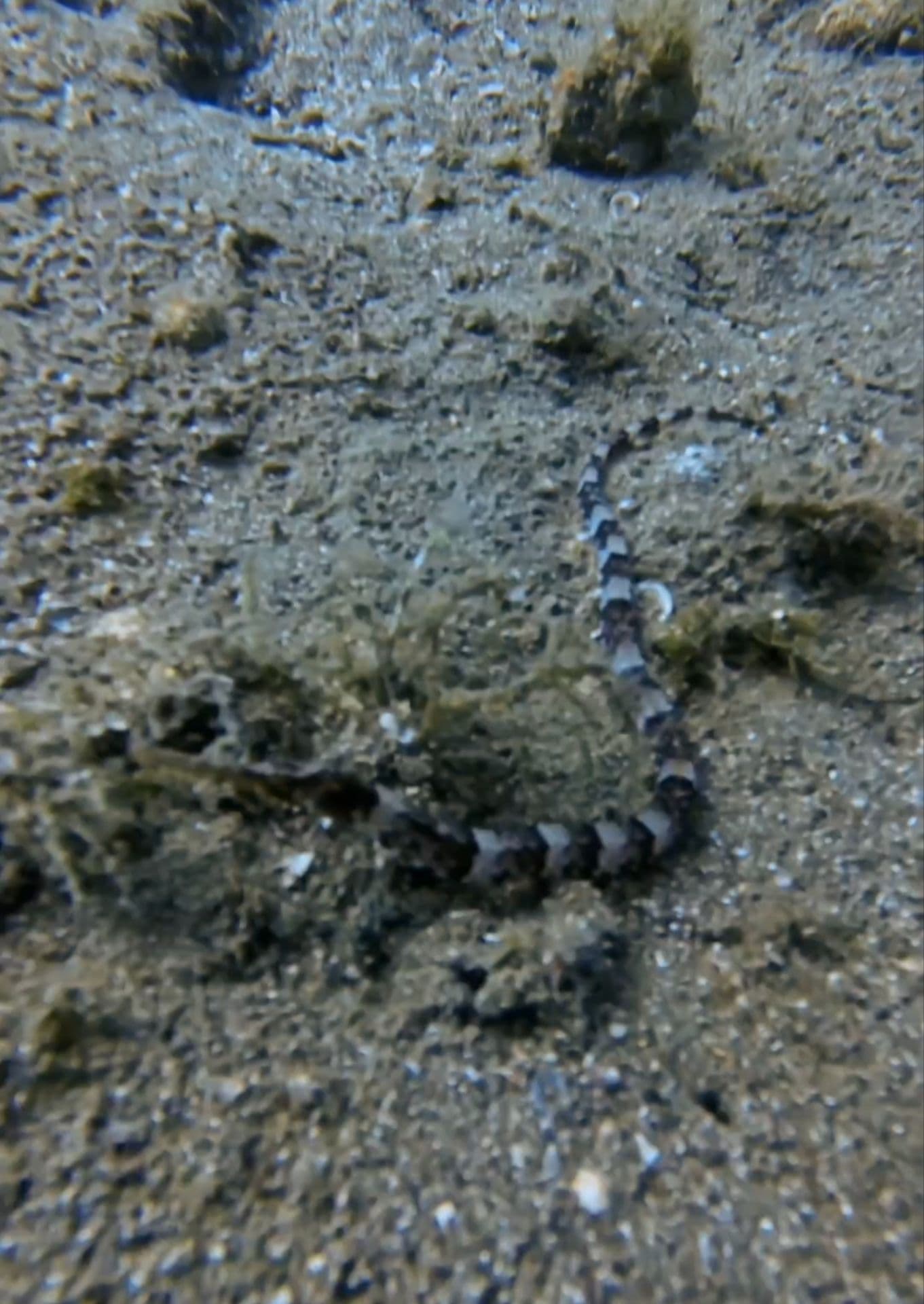 pesce ago cavallino