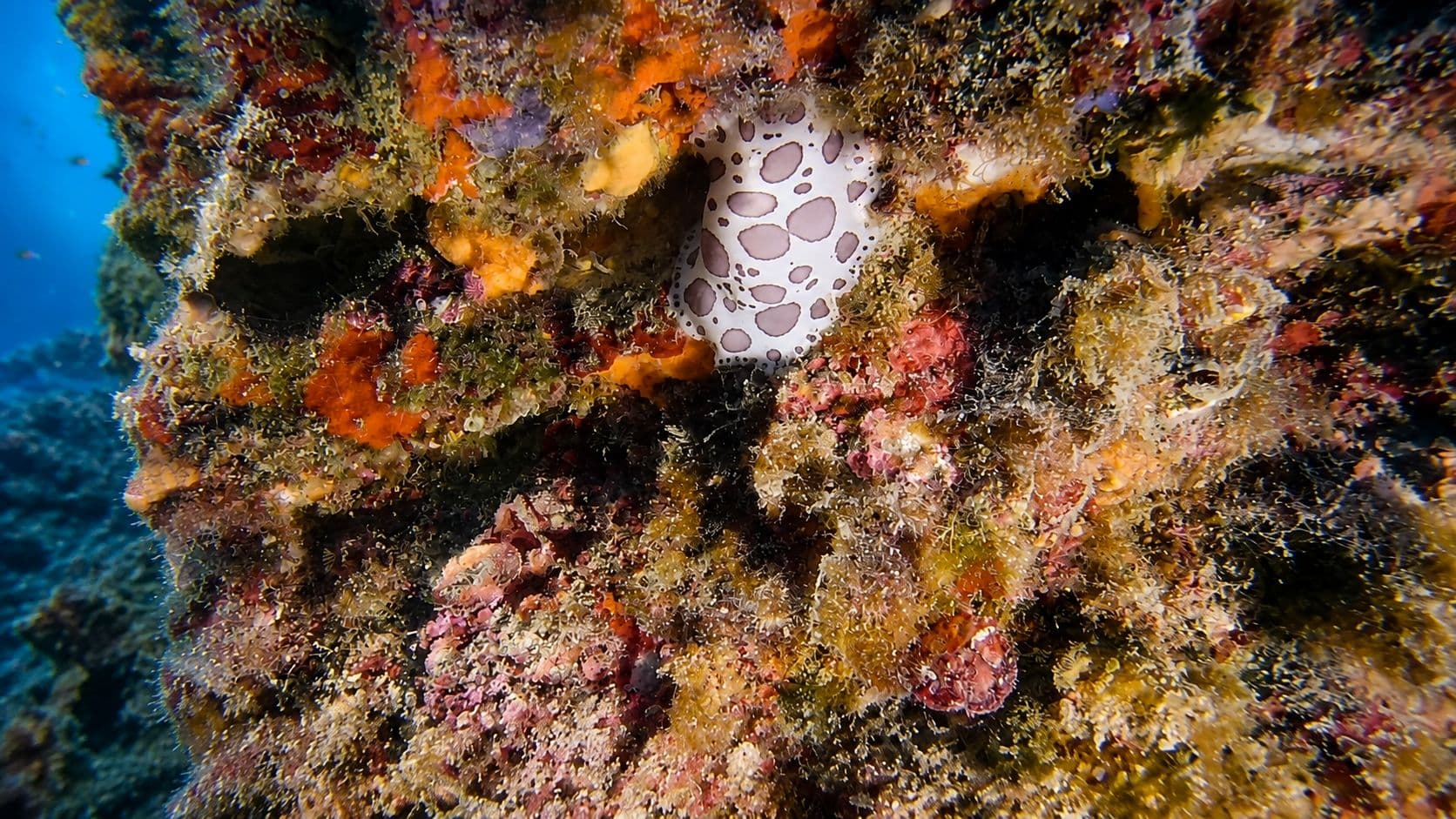 Cladocora (Corallo)