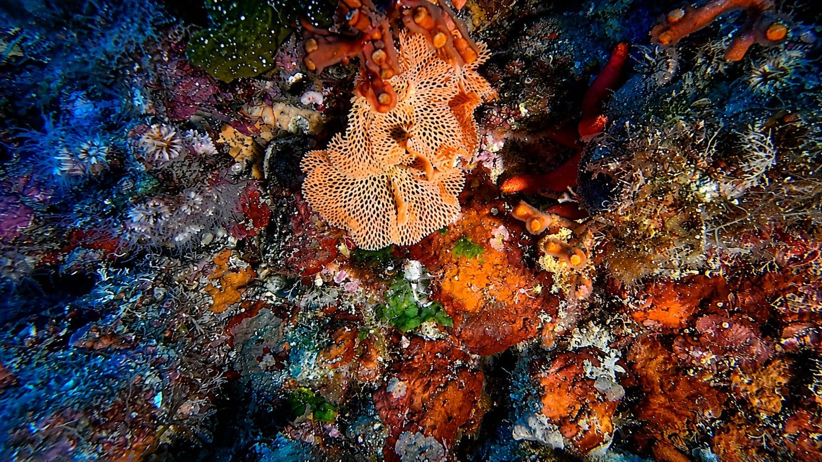 Trina di mare