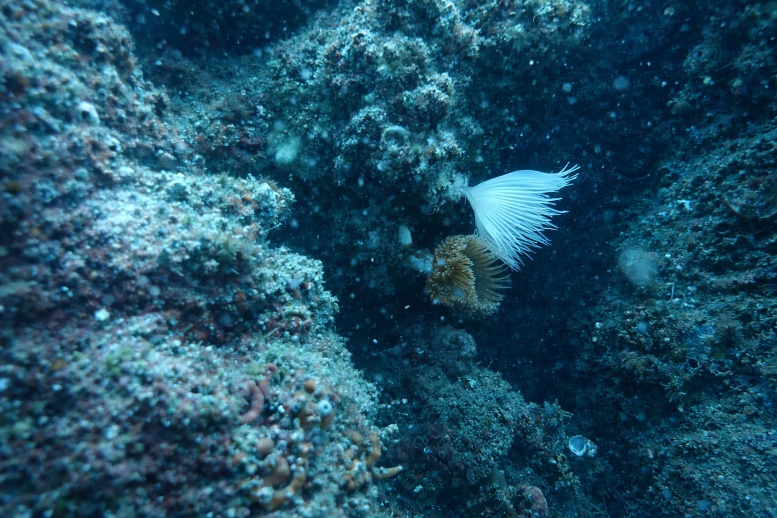 Stella piuma (crinoide)