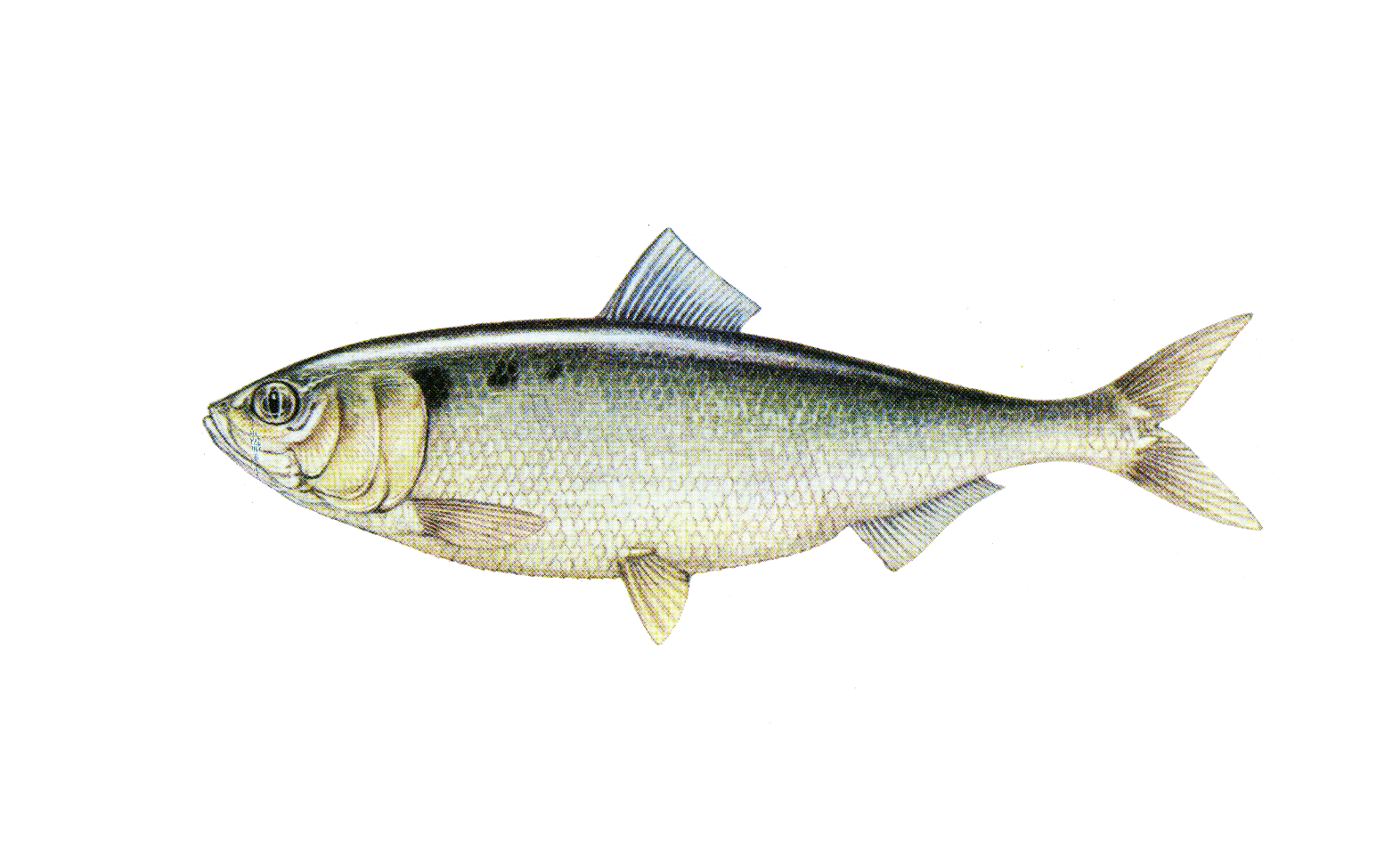Alosa Alosa