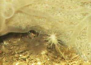 Asbestopluma Hypogea