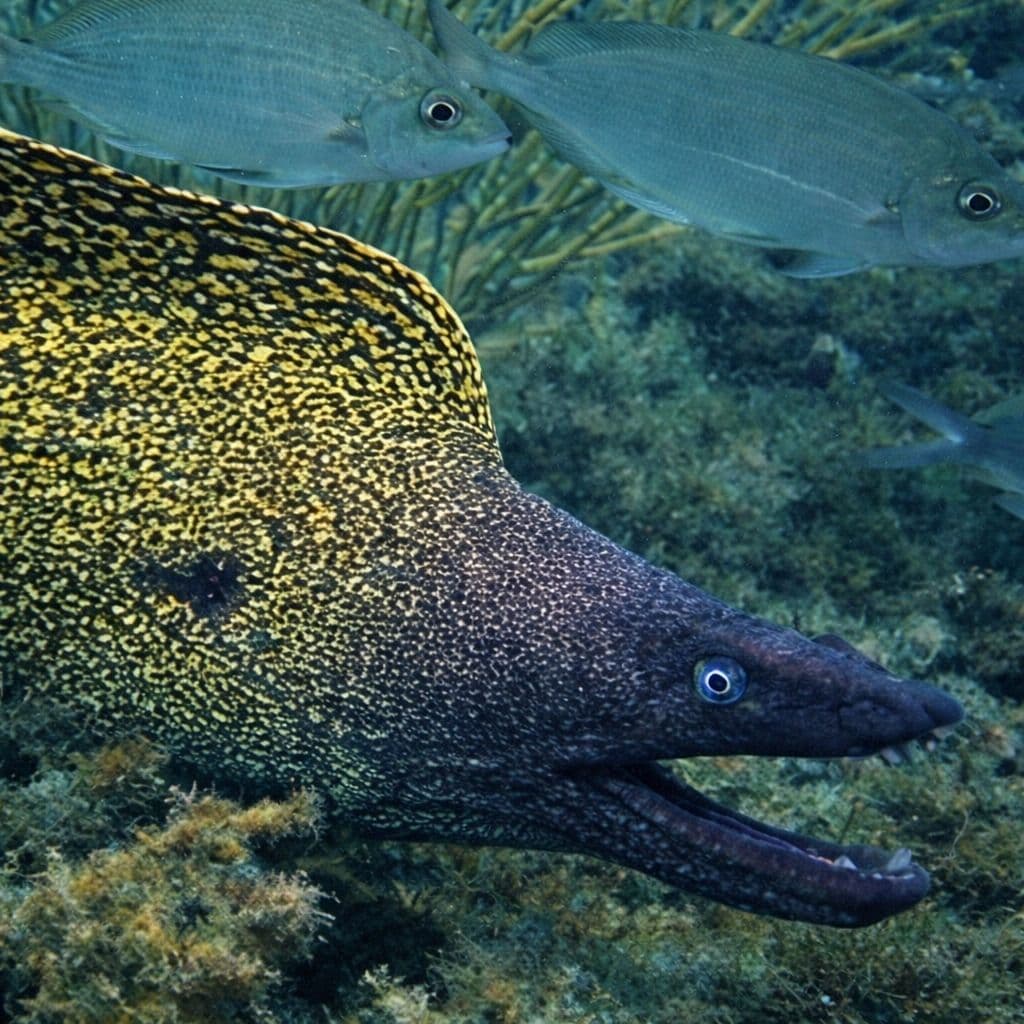 murena mediterranea