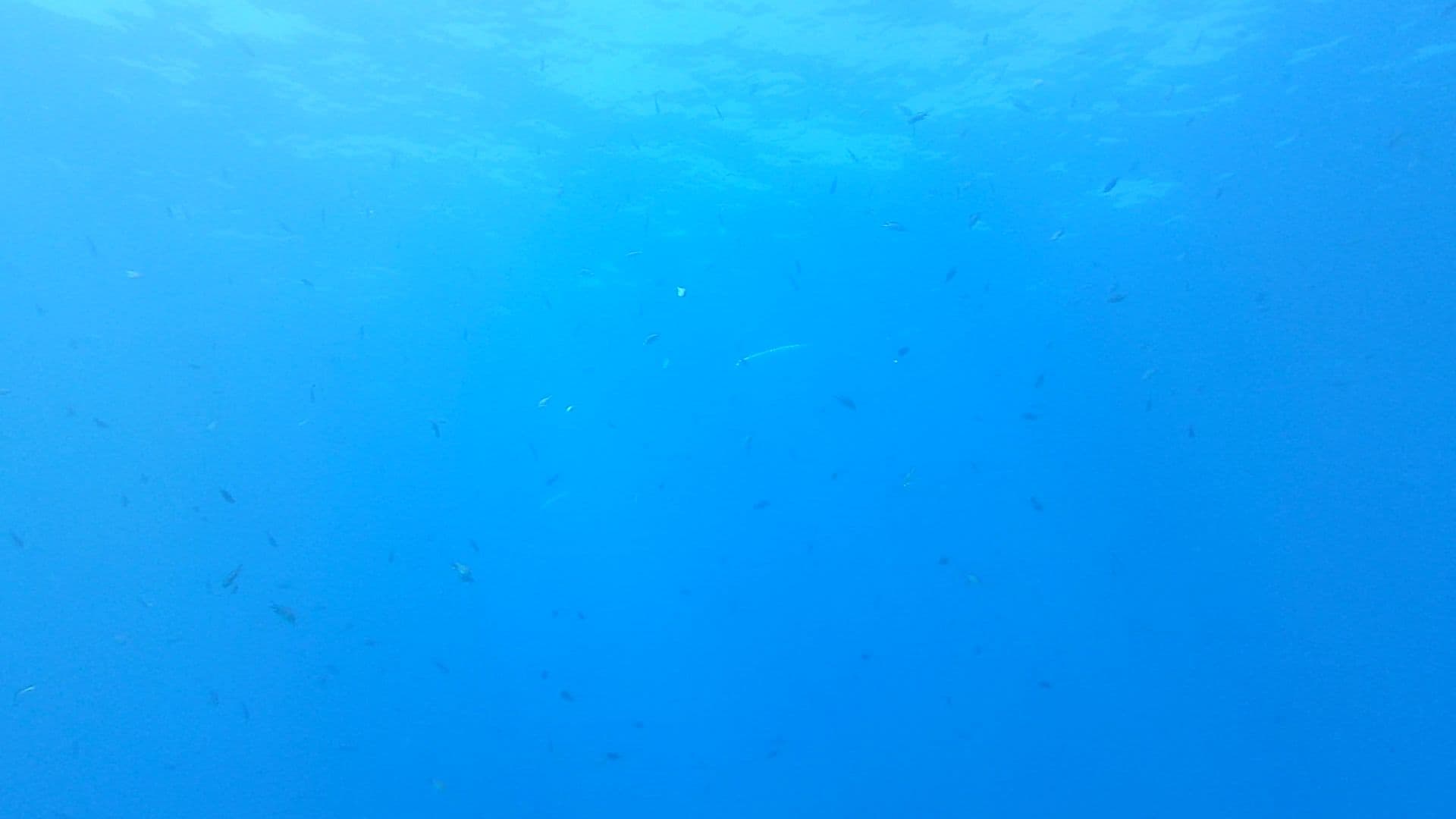 Barracuda