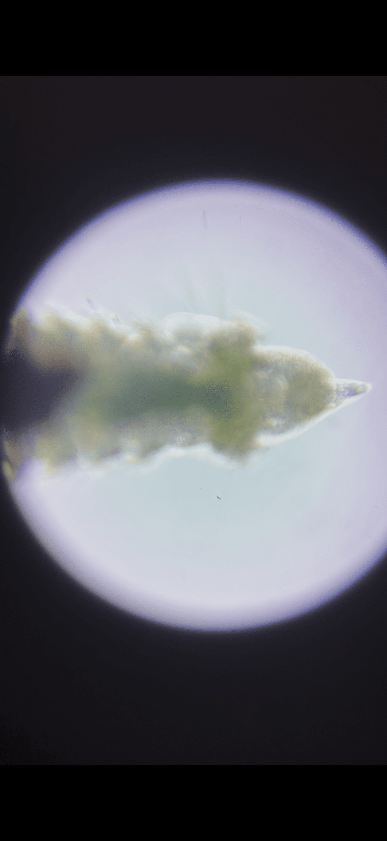 Vermocane