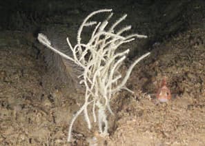 Antipathes Dichotoma