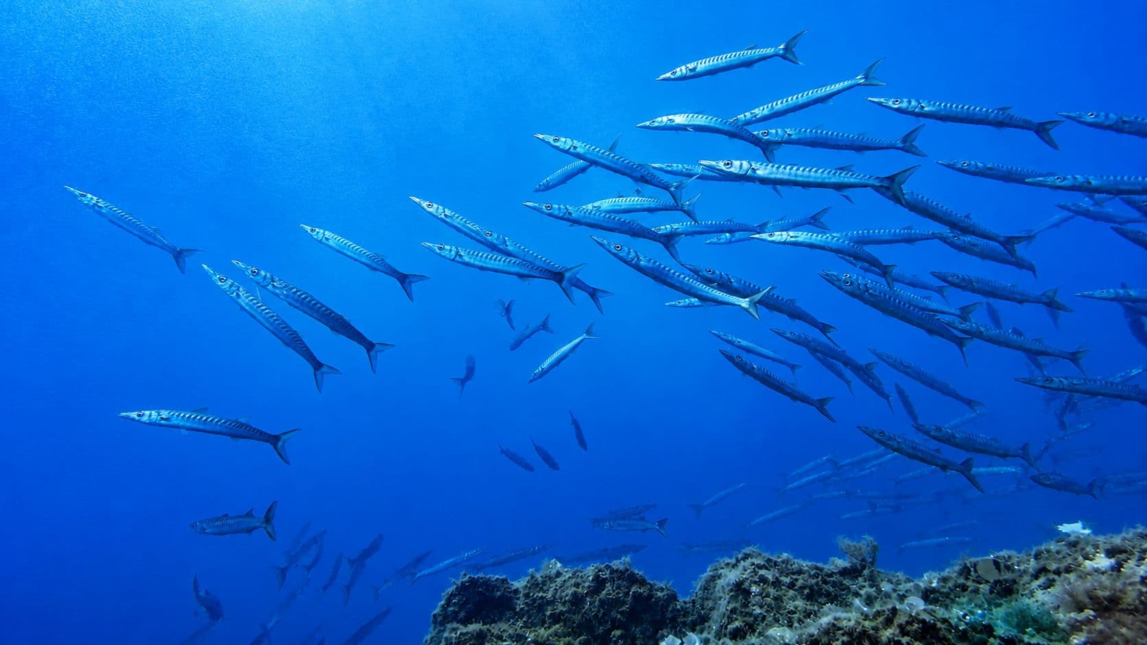 barracuda boccagialla