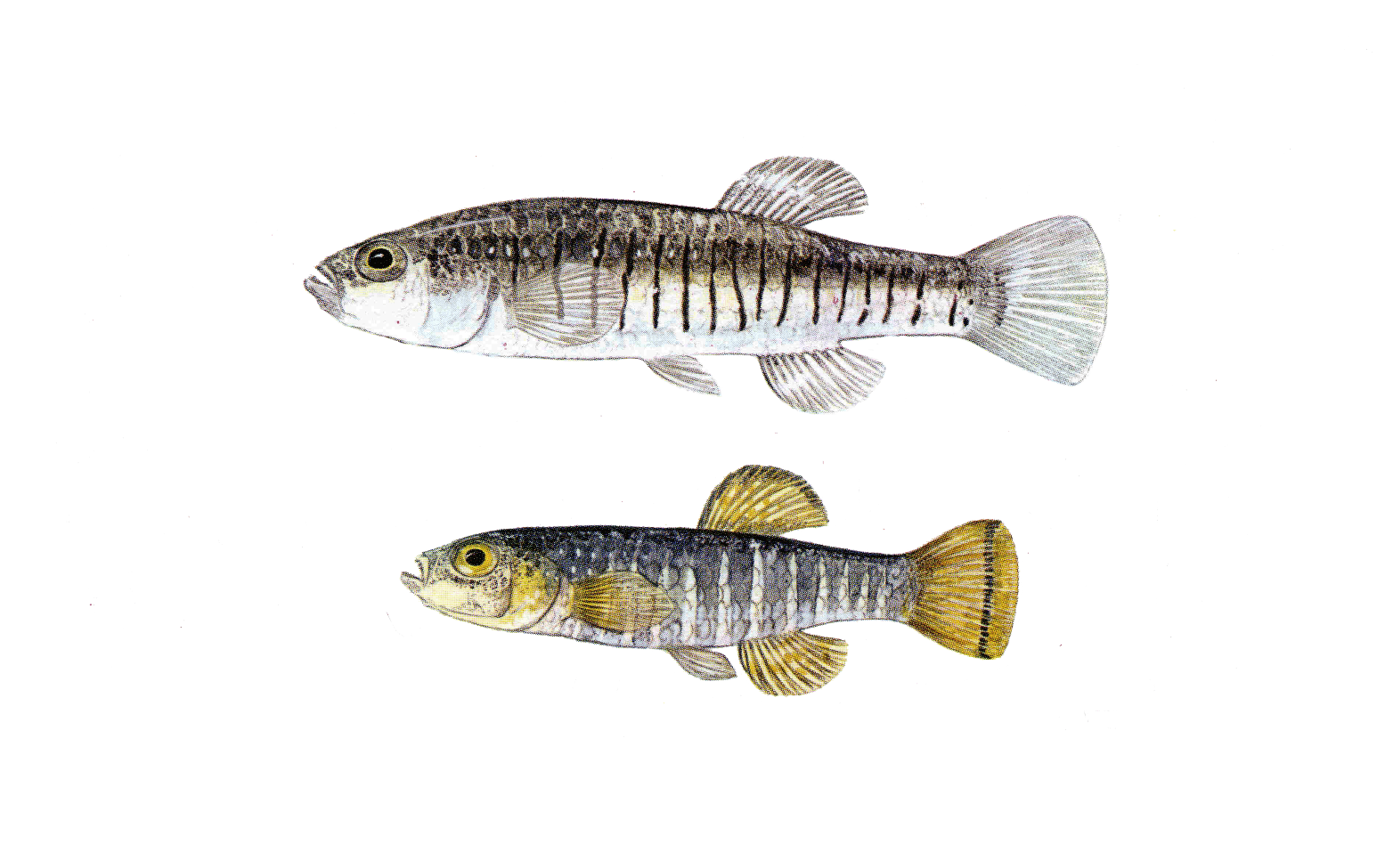 Aphanius Fasciatus