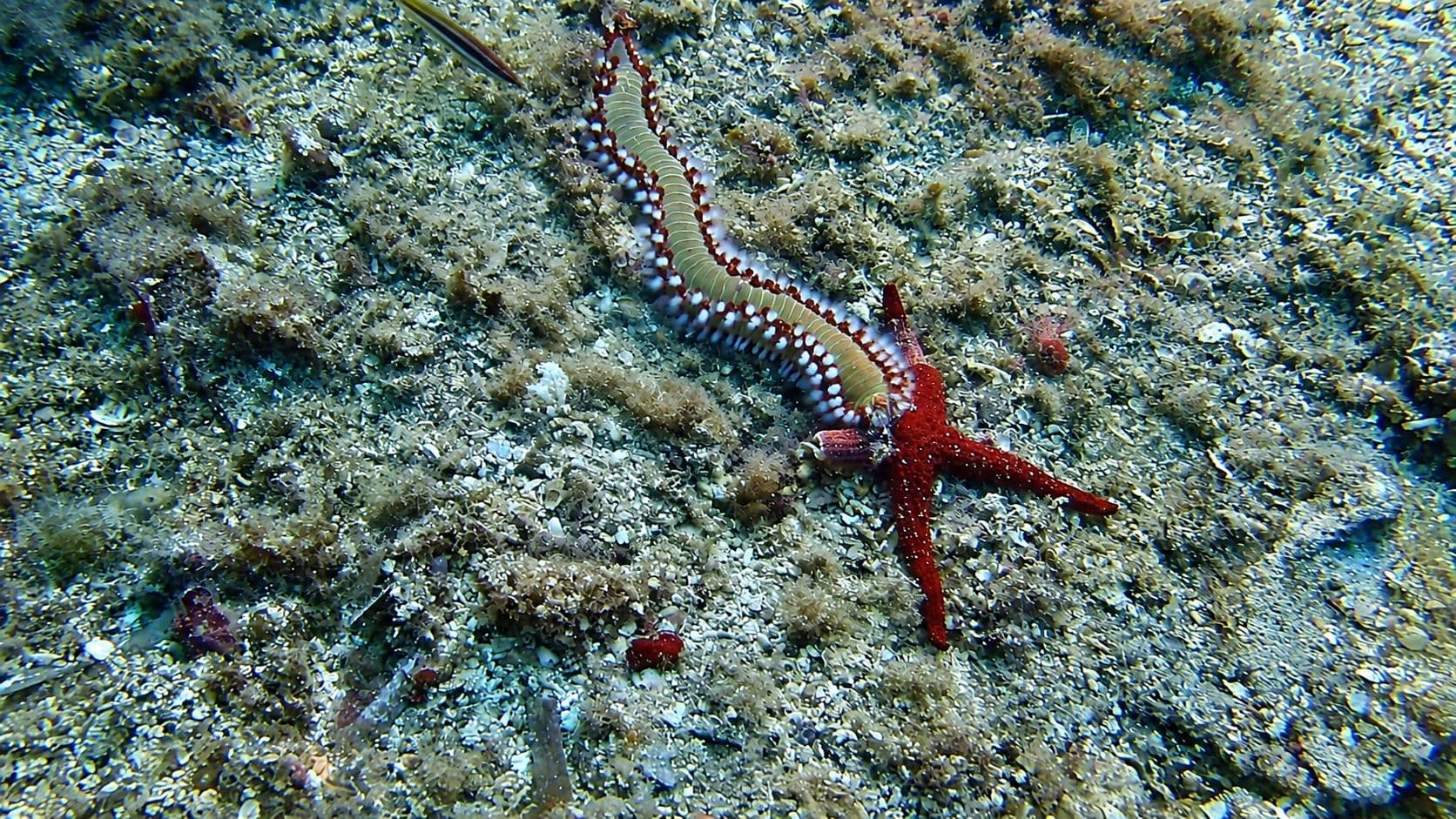 Vermocane