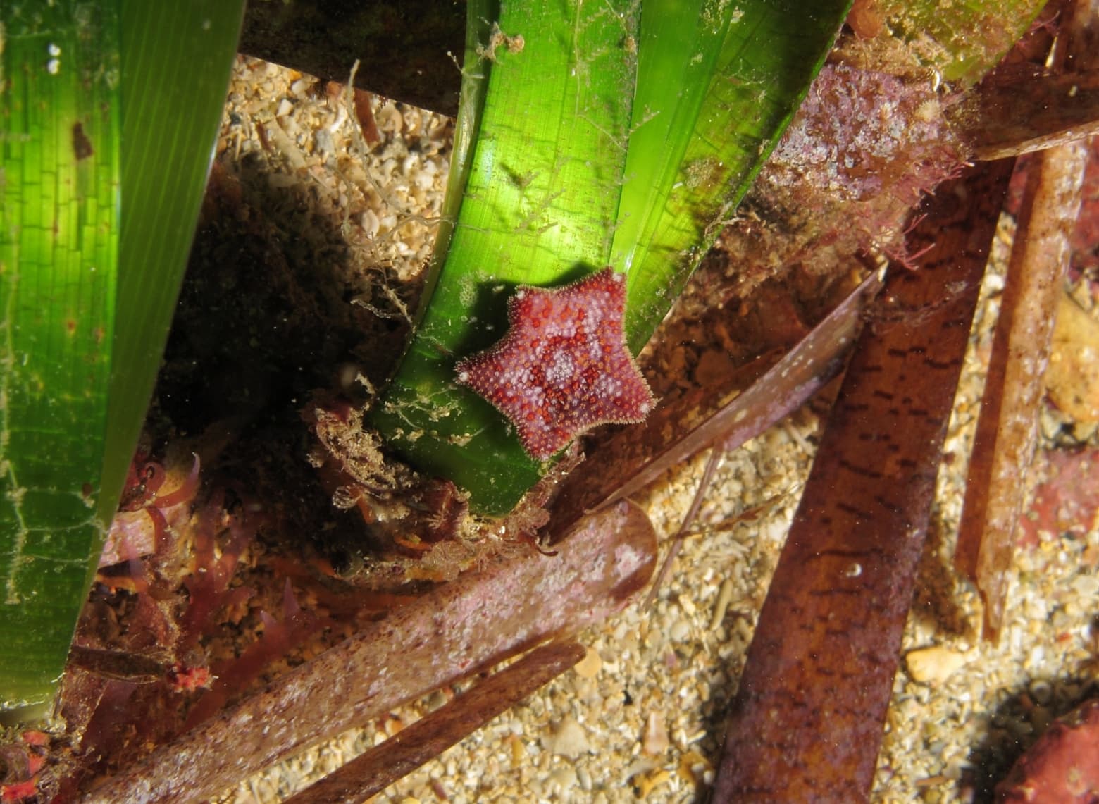 Asterina Pancerii