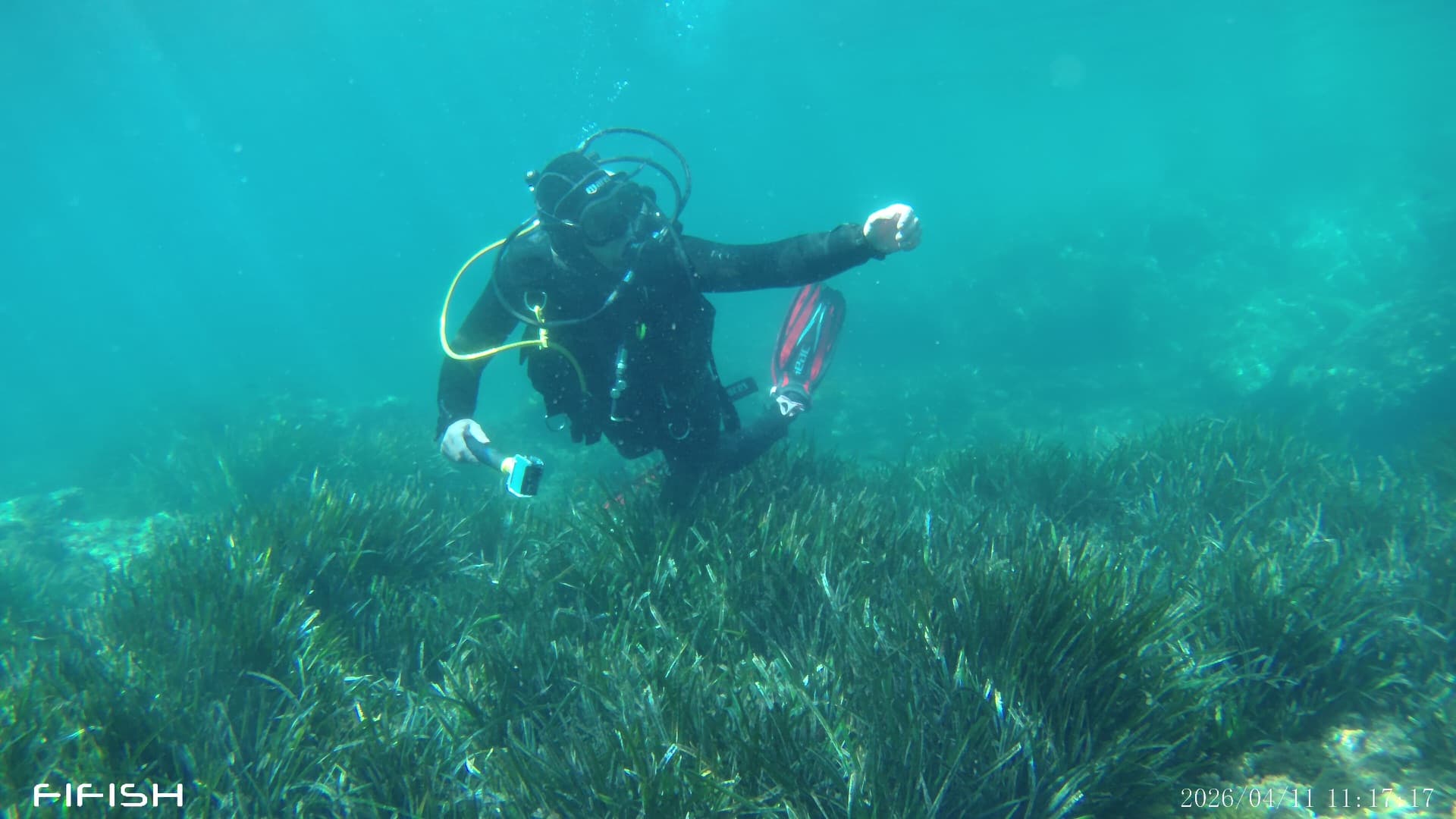 Posidonia Viva