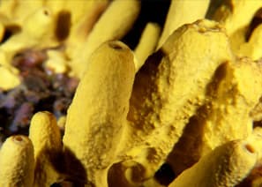 Aplysina Cavernicola