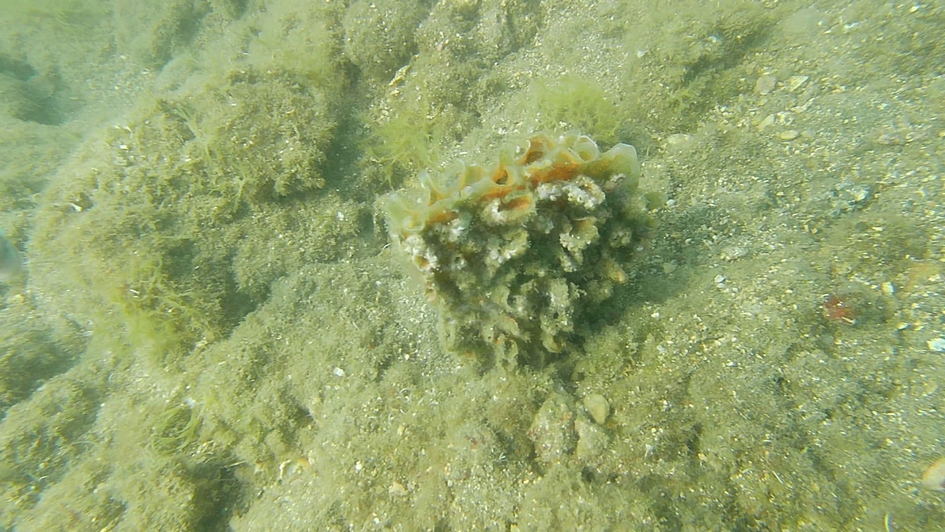 Pinna nobilis (Nacchera)