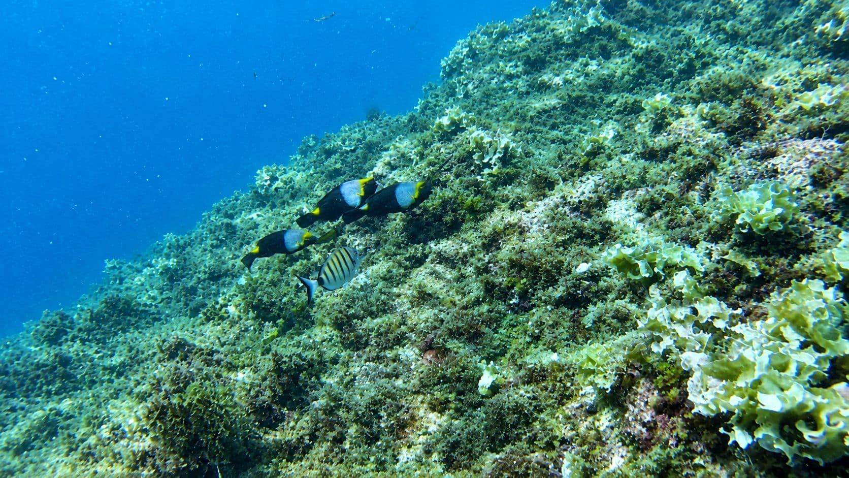 pesce pappagallo mediterraneo