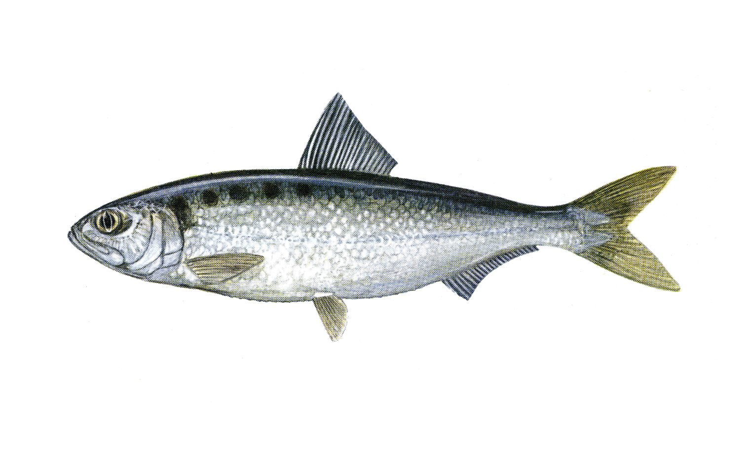 Alosa Fallax
